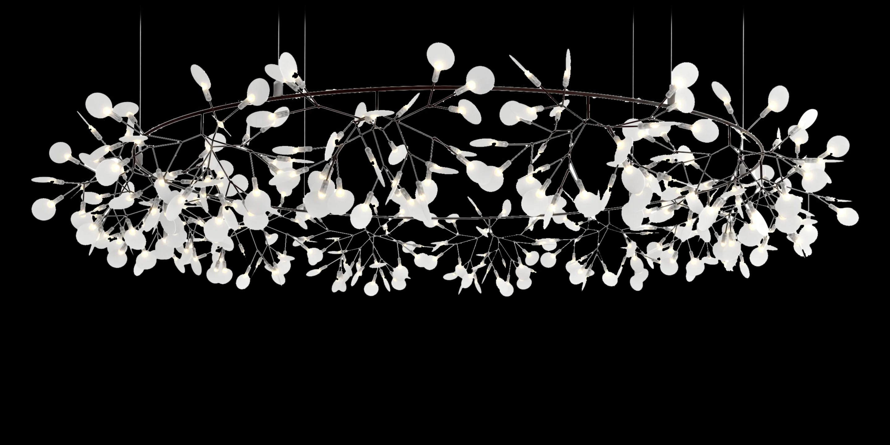 Front view Heracleum Big O Nickel